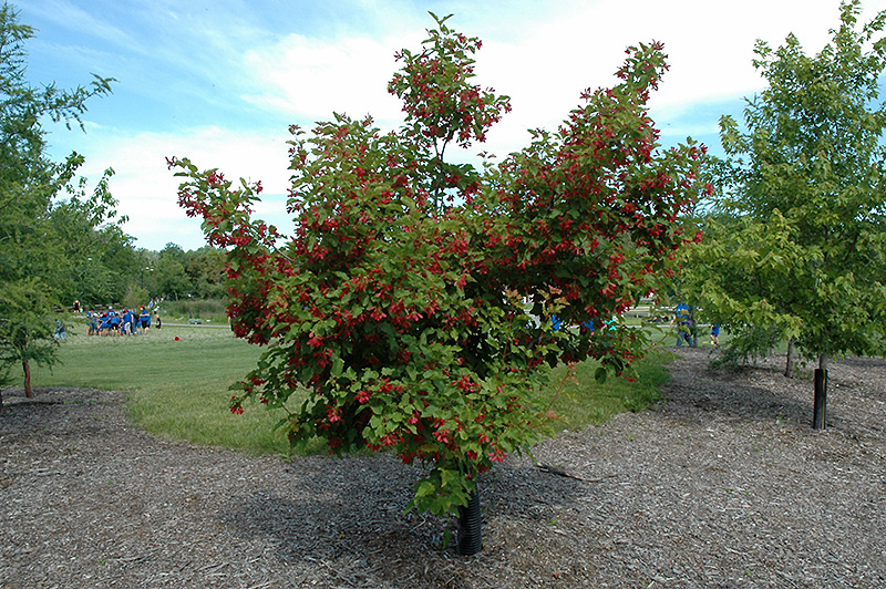 Hot Wings Tatarian Maple (Acer tataricum 'GarAnn') at Bedner's Farm & Greenhouse
