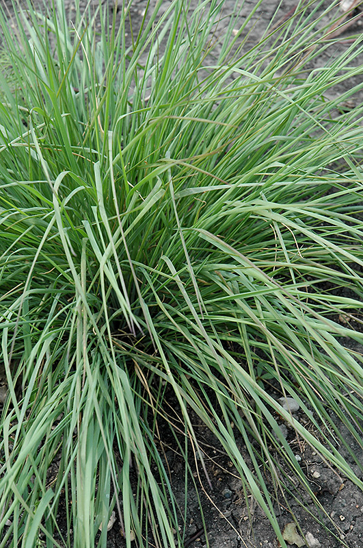 Savannah Ruby Grass (Melinis nerviglumis 'Savannah') at Bedner's Farm & Greenhouse
