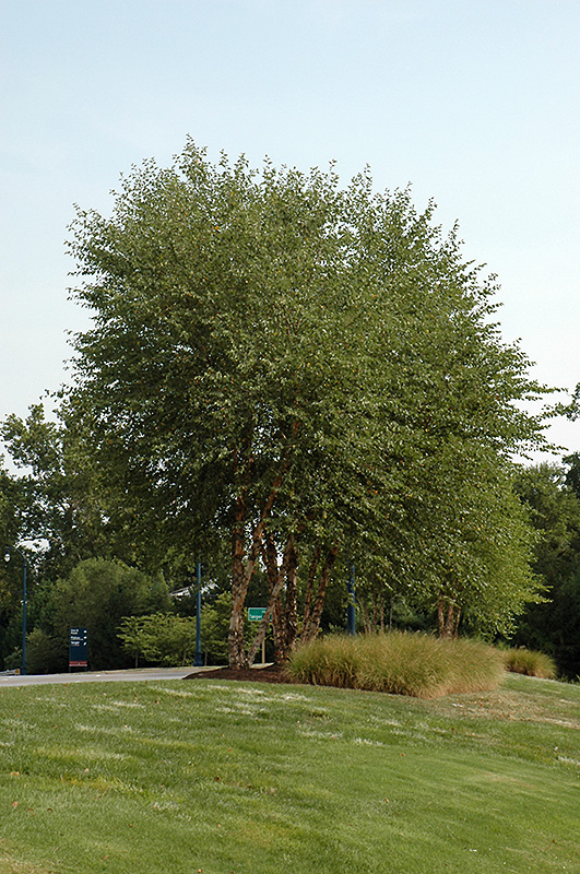 Heritage River Birch (clump) (Betula nigra 'Heritage (clump)') at Bedner's Farm & Greenhouse
