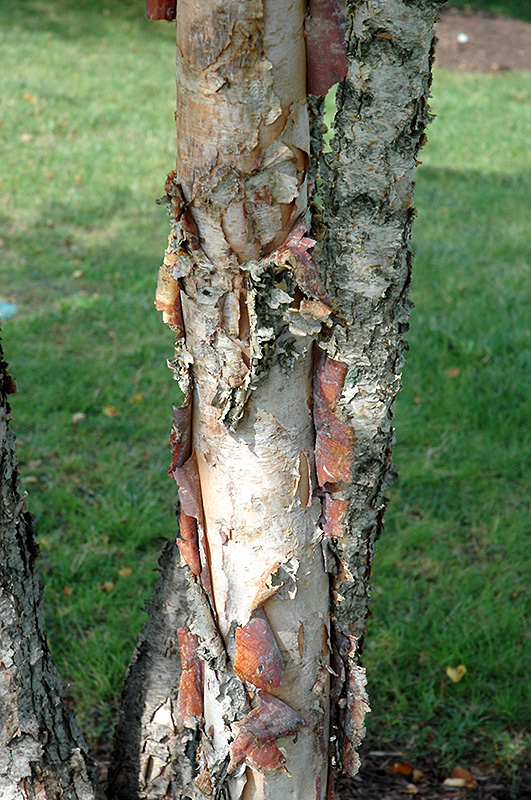 Heritage River Birch (clump) (Betula nigra 'Heritage (clump)') at Bedner's Farm & Greenhouse