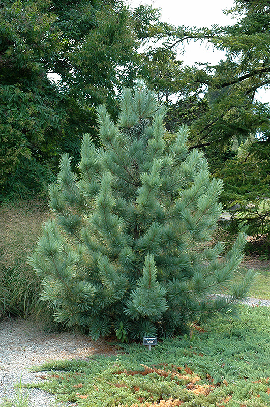 Morris Blue Korean Pine (Pinus koraiensis 'Morris Blue') at Bedner's Farm & Greenhouse