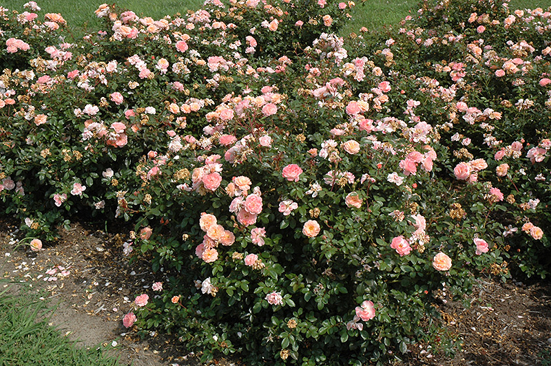Apricot Drift Rose (Rosa 'Meimirrote') at Bedner's Farm & Greenhouse