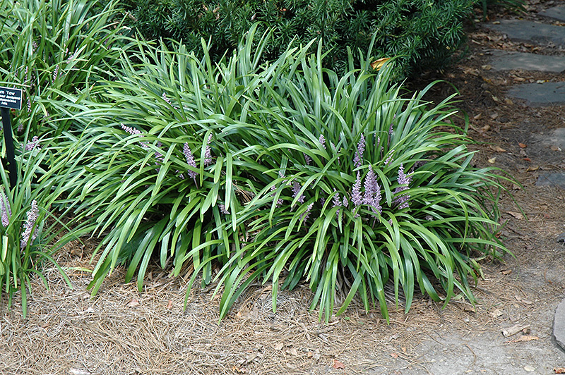 Lily Turf (Liriope muscari) at Bedner's Farm & Greenhouse