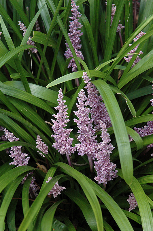 Lily Turf (Liriope muscari) at Bedner's Farm & Greenhouse