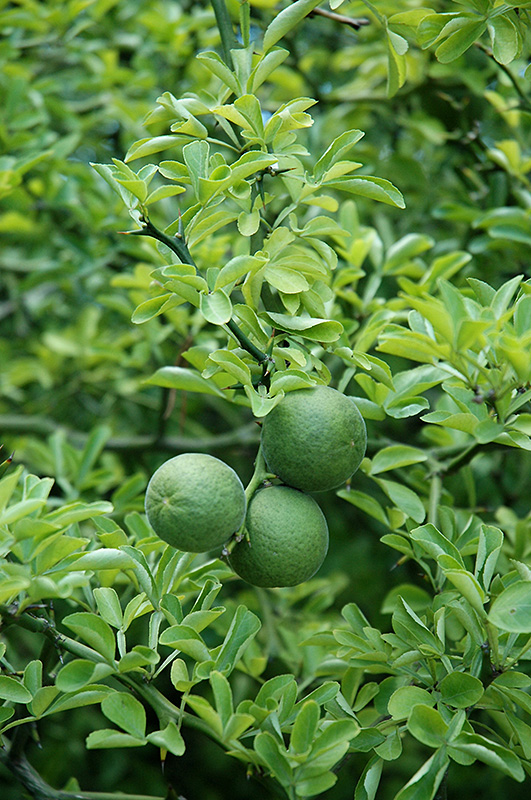 Japanese Bitter Orange (Poncirus trifoliata) at Bedner's Farm & Greenhouse