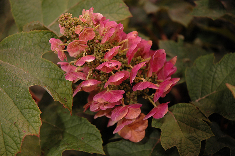 Ruby Slippers Hydrangea (Hydrangea quercifolia 'Ruby Slippers') at Bedner's Farm & Greenhouse