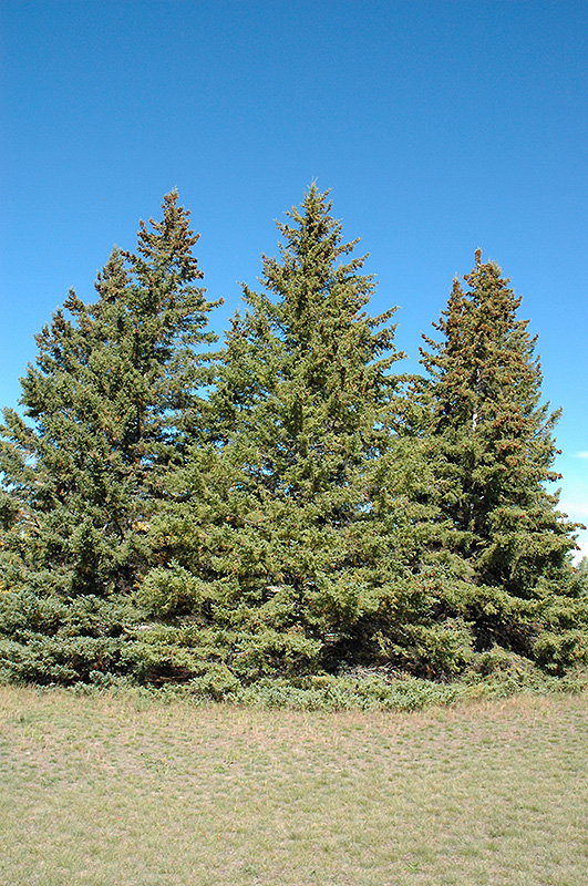 White Spruce (Picea glauca) at Bedner's Farm & Greenhouse