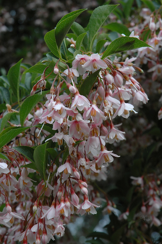 Pink Chimes Japanese Snowbell (Styrax japonicus 'Pink Chimes') at Bedner's Farm & Greenhouse