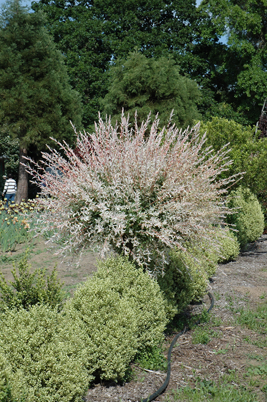 Tricolor Willow (tree form) (Salix integra 'Hakuro Nishiki (tree form)') at Bedner's Farm & Greenhouse