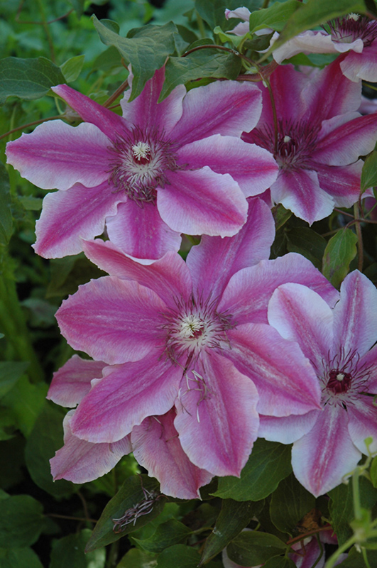 Carnaby Clematis (Clematis 'Carnaby') at Bedner's Farm & Greenhouse