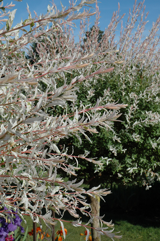 Tricolor Willow (tree form) (Salix integra 'Hakuro Nishiki (tree form)') at Bedner's Farm & Greenhouse