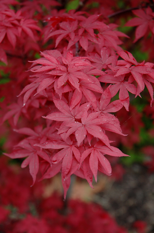 Twombly's Red Sentinel Japanese Maple (Acer palmatum 'Twombly's Red Sentinel') at Bedner's Farm & Greenhouse