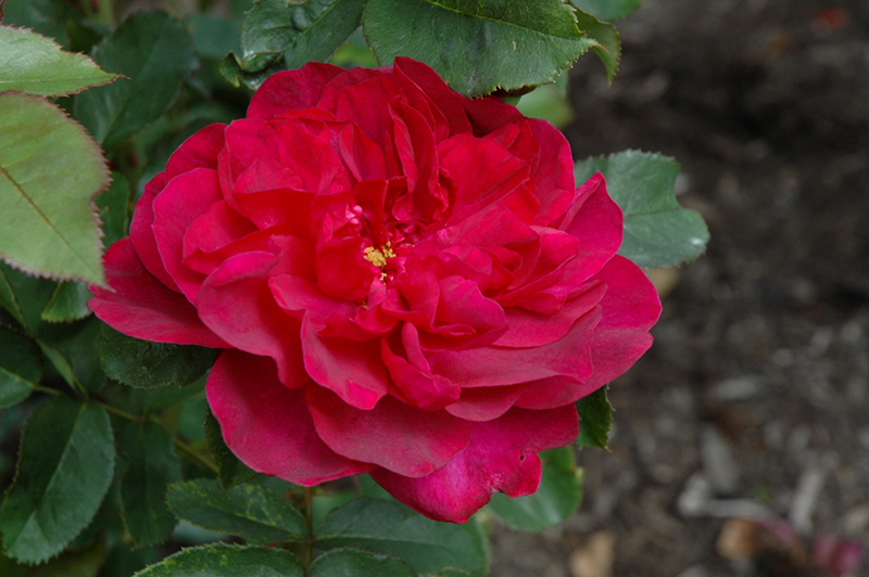 Darcey Bussell Rose (Rosa 'Darcey Bussell') at Bedner's Farm & Greenhouse