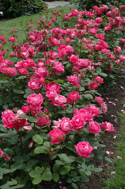 Double Knock Out Rose (Rosa 'Radtko') at Bedner's Farm & Greenhouse