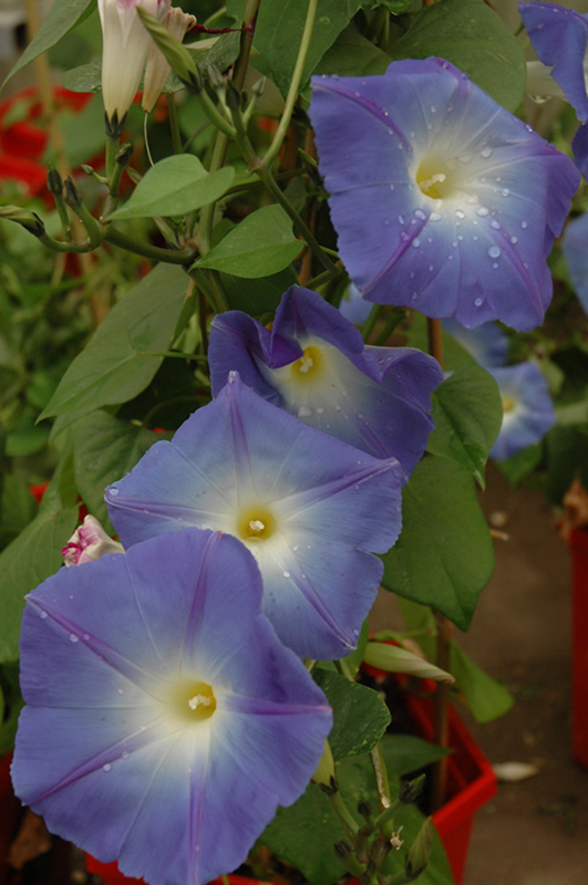 Heavenly Blue Morning Glory (Ipomoea tricolor 'Heavenly Blue') at Bedner's Farm & Greenhouse