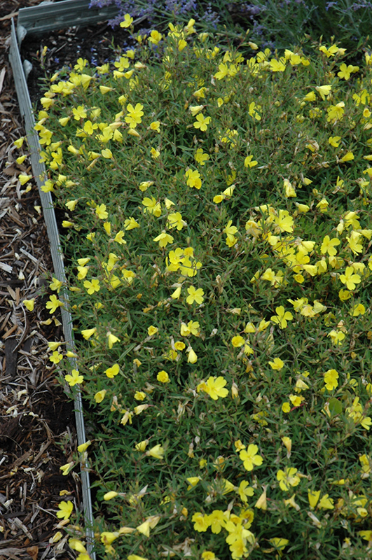 Lemon Drop Primrose (Oenothera 'Innoeno131') at Bedner's Farm & Greenhouse