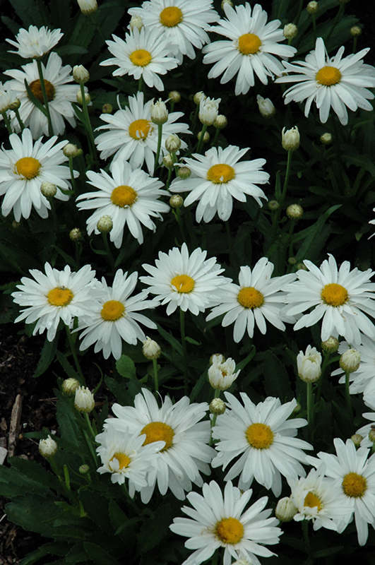 Whoops-A-Daisy Shasta Daisy (Leucanthemum x superbum 'Whoops-A-Daisy') at Bedner's Farm & Greenhouse