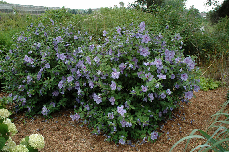 Blue Chiffon Rose of Sharon (Hibiscus syriacus 'Notwoodthree') at Bedner's Farm & Greenhouse