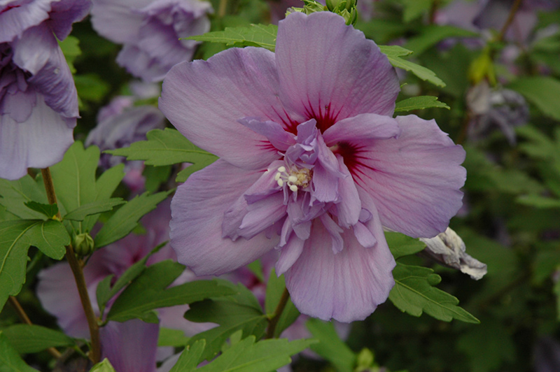 Blue Chiffon Rose of Sharon (Hibiscus syriacus 'Notwoodthree') at Bedner's Farm & Greenhouse