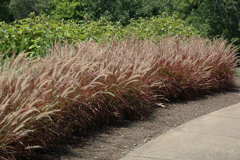 Purple Fountain Grass (Pennisetum setaceum 'Rubrum') at Bedner's Farm & Greenhouse