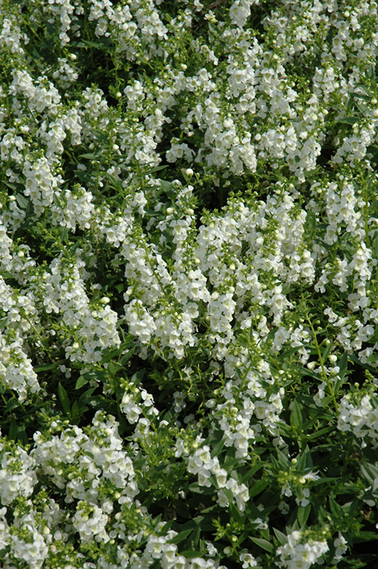 Serenita White Angelonia (Angelonia angustifolia 'PAS811168') at Bedner's Farm & Greenhouse