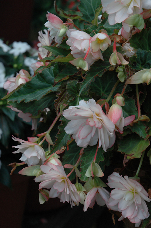 Miss Montreal Begonia (Begonia 'Miss Montreal') at Bedner's Farm & Greenhouse