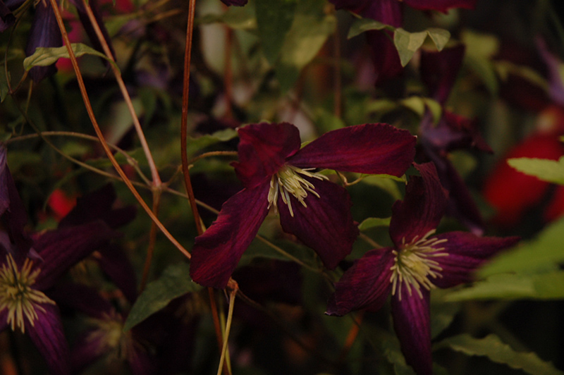 Sweet Summer Love Clematis (Clematis 'Sweet Summer Love') at Bedner's Farm & Greenhouse