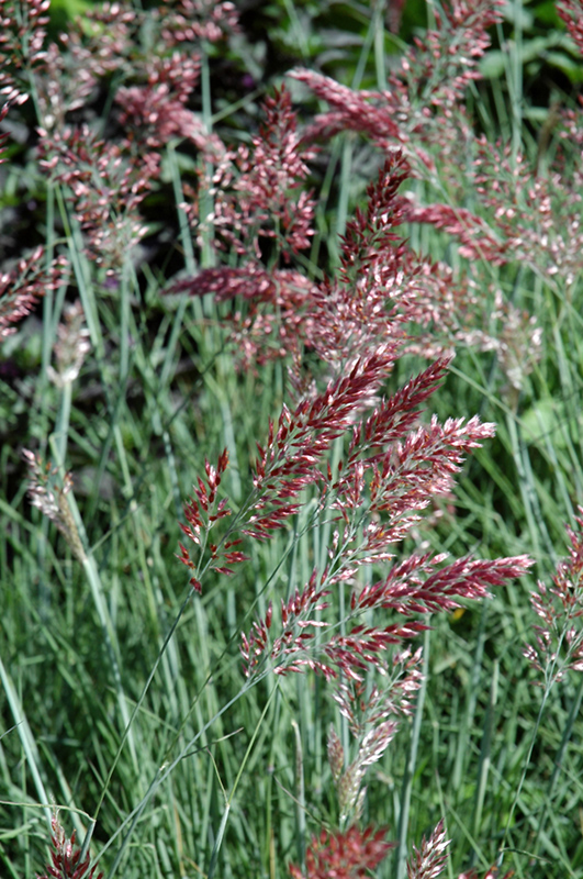Savannah Ruby Grass (Melinis nerviglumis 'Savannah') at Bedner's Farm & Greenhouse