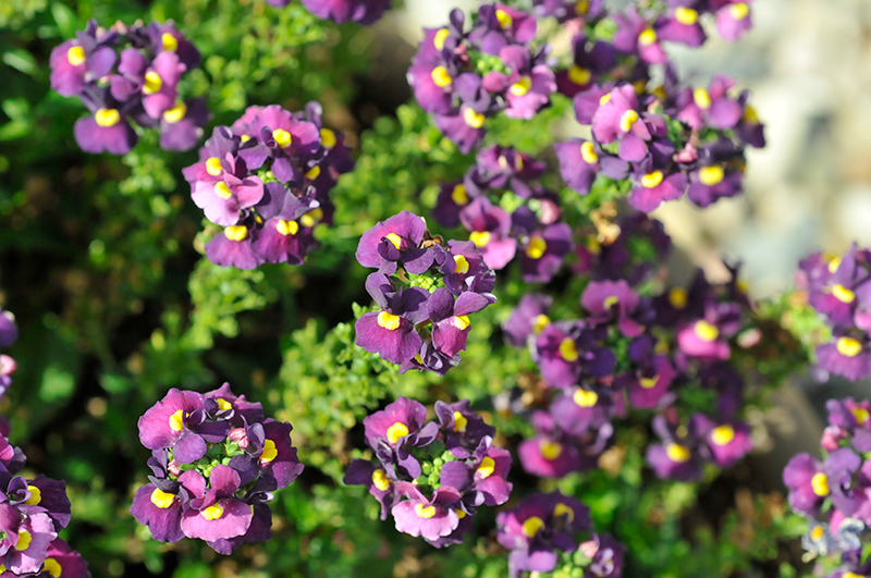 Escential Bumbleberry Nemesia (Nemesia 'Escential Bumbleberry') at Bedner's Farm & Greenhouse