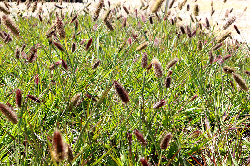 Red Bunny Tails Fountain Grass (Pennisetum messaicum) at Bedner's Farm & Greenhouse