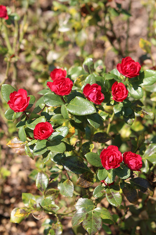 Petite Knock Out Rose (Rosa 'Meibenbino') at Bedner's Farm & Greenhouse