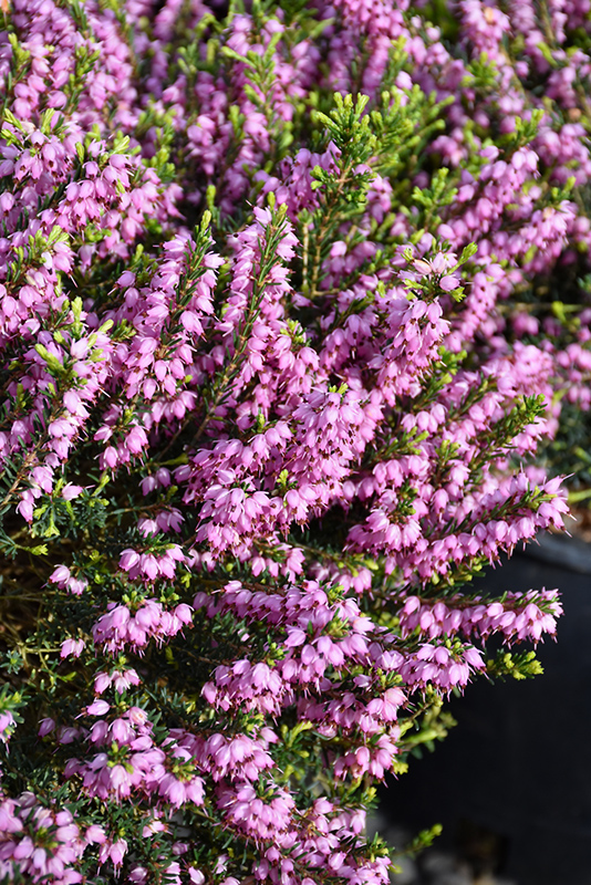 Mediterranean Pink Heath (Erica x darleyensis 'Mediterranean Pink') at Bedner's Farm & Greenhouse