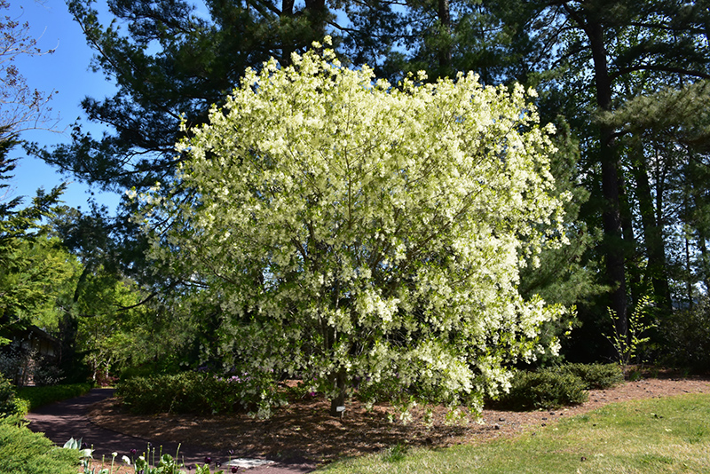 White Fringetree (Chionanthus virginicus) at Bedner's Farm & Greenhouse