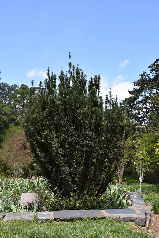 Upright Japanese Plum Yew (Cephalotaxus harringtonia 'Fastigiata') at Bedner's Farm & Greenhouse