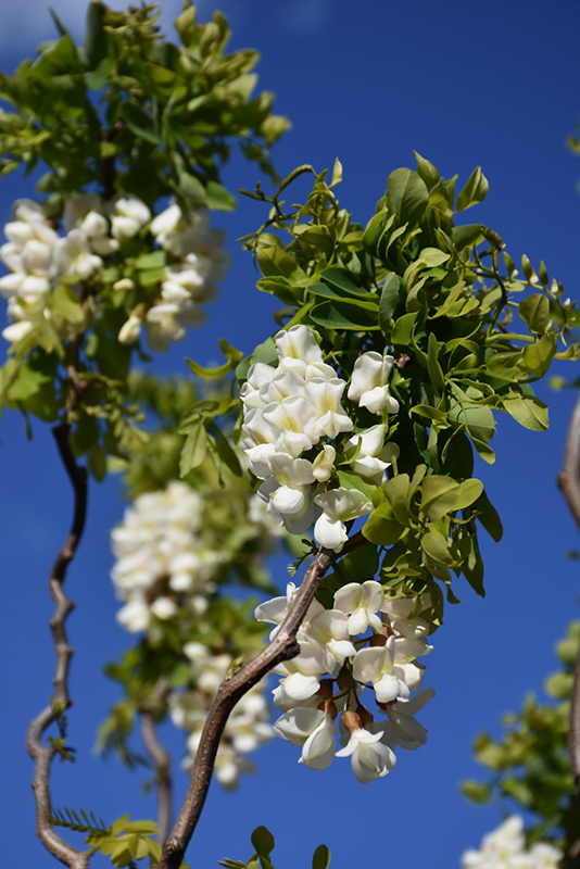 Twisted Baby Black Locust (Robinia pseudoacacia 'Lace Lady') at Bedner's Farm & Greenhouse