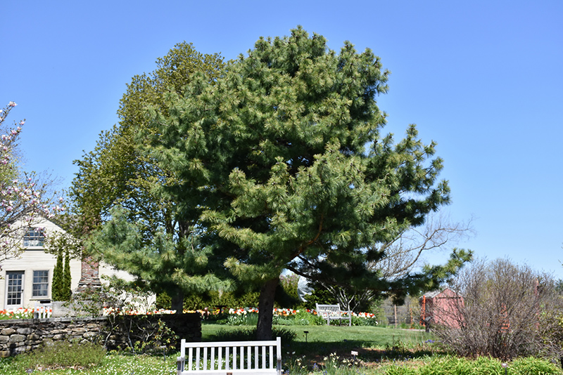 Korean Pine (Pinus koraiensis) at Bedner's Farm & Greenhouse