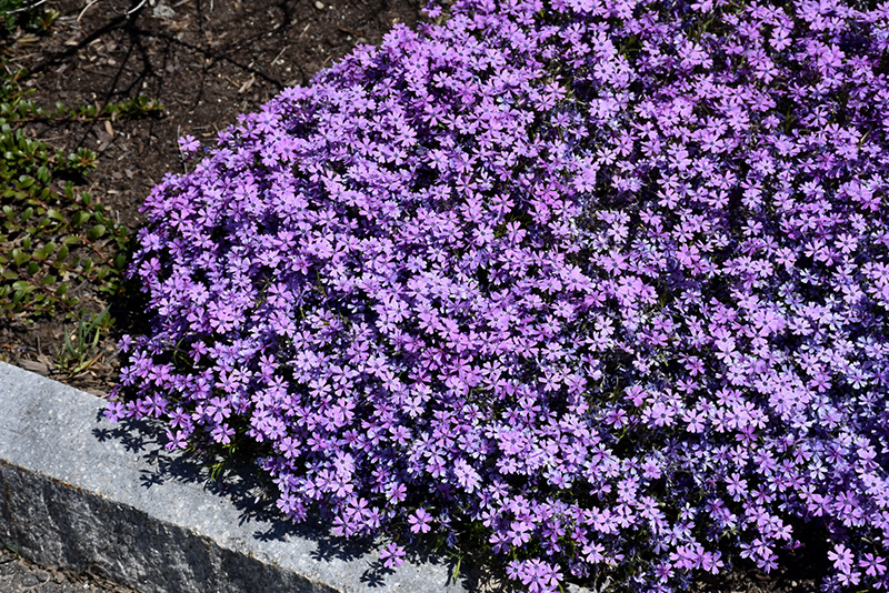 Purple Beauty Moss Phlox (Phlox subulata 'Purple Beauty') at Bedner's Farm & Greenhouse