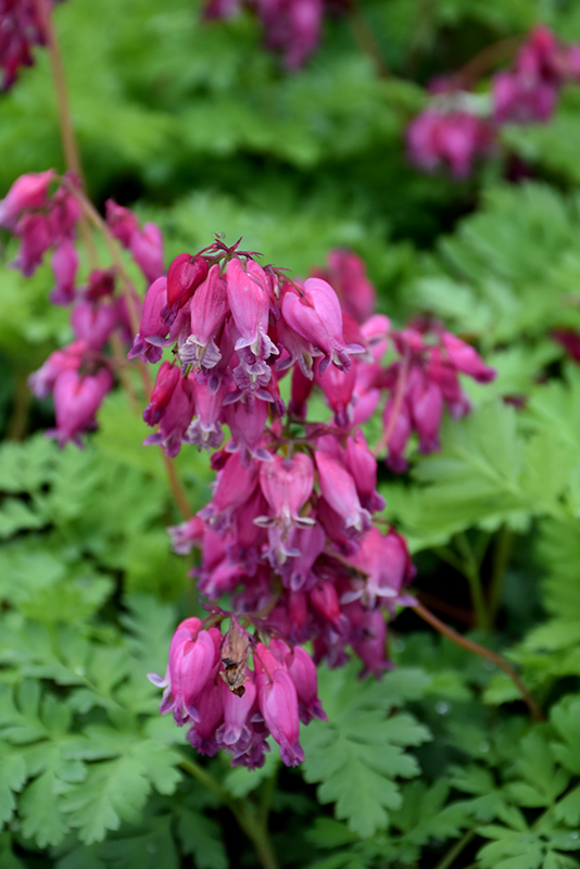Luxuriant Bleeding Heart (Dicentra 'Luxuriant') at Bedner's Farm & Greenhouse
