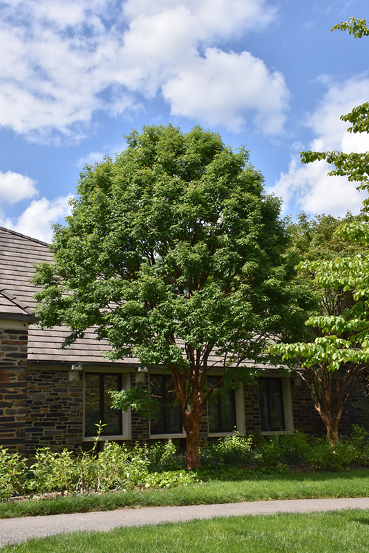 Paperbark Maple (Acer griseum) at Bedner's Farm & Greenhouse