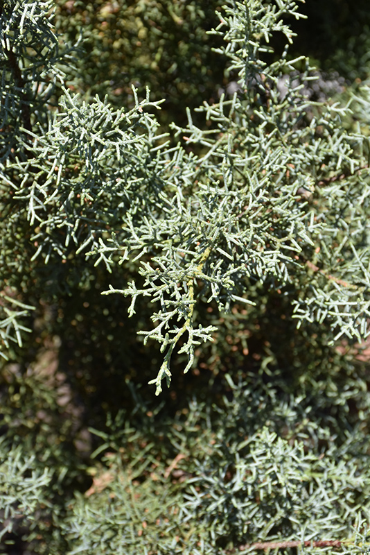 Blue Ice Smooth Arizona Cypress (Cupressus arizonica 'Blue Ice') at Bedner's Farm & Greenhouse