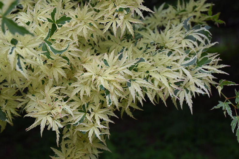 Butterfly Variegated Japanese Maple (Acer palmatum 'Butterfly') at Bedner's Farm & Greenhouse