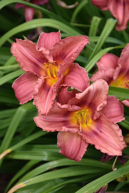 Happy Ever Appster Rosy Returns Daylily (Hemerocallis 'Rosy Returns') at Bedner's Farm & Greenhouse