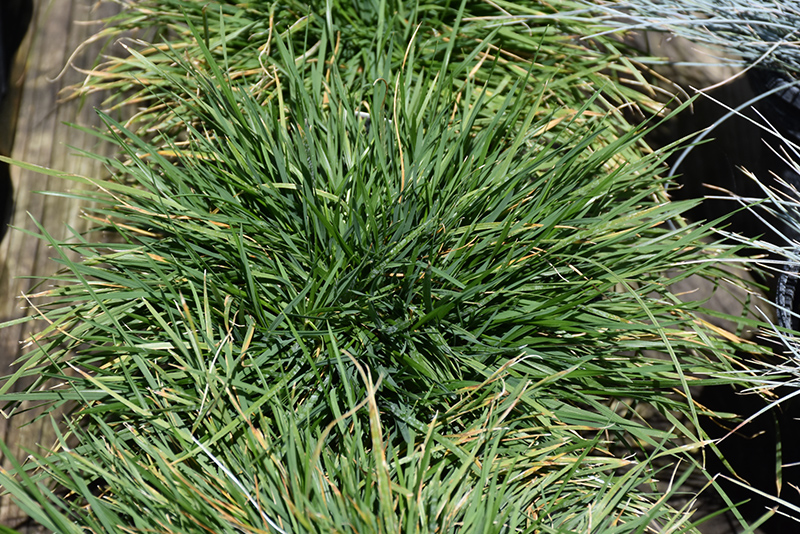 Pixie Fountain Tufted Hair Grass (Deschampsia cespitosa 'Pixie Fountain') at Bedner's Farm & Greenhouse