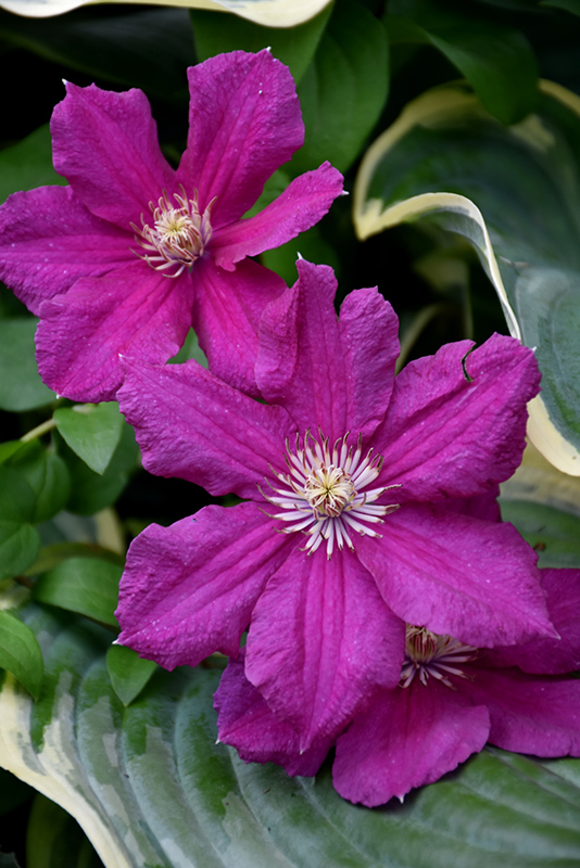 Ernest Markham Clematis (Clematis 'Ernest Markham') at Bedner's Farm & Greenhouse