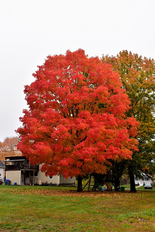Green Mountain Sugar Maple (Acer saccharum 'Green Mountain') at Bedner's Farm & Greenhouse