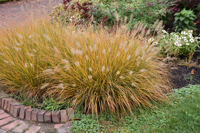 Hameln Dwarf Fountain Grass (Pennisetum alopecuroides 'Hameln') at Bedner's Farm & Greenhouse