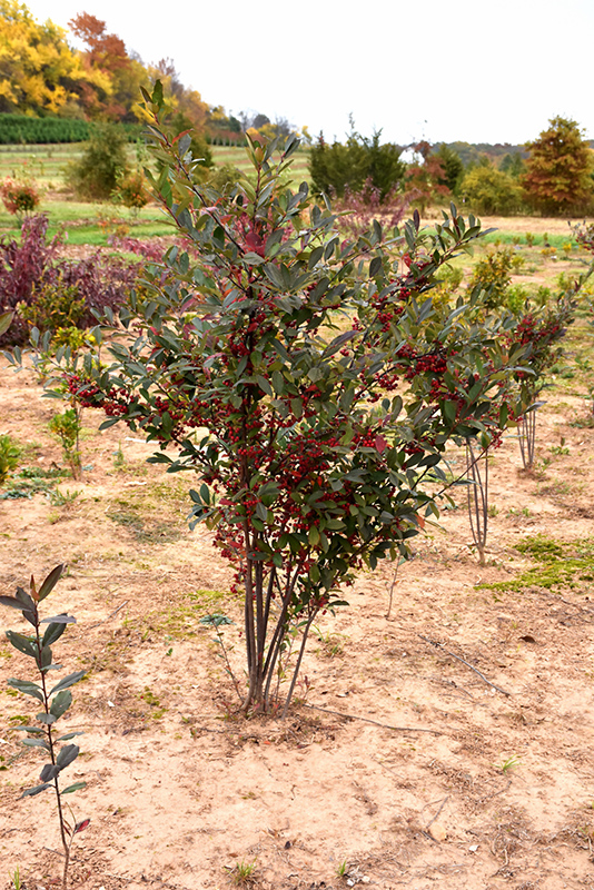 Brilliantissima Red Chokeberry (Aronia arbutifolia 'Brilliantissima') at Bedner's Farm & Greenhouse