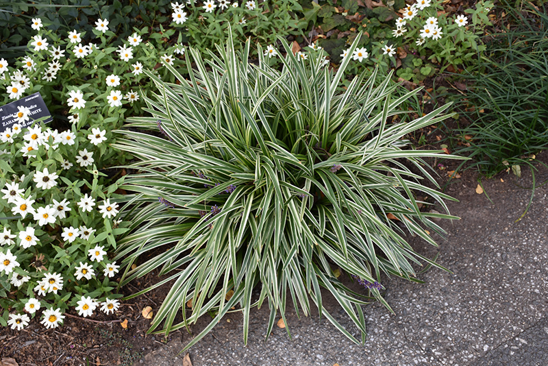 Silvery Sunproof Variegated Lily Turf (Liriope muscari 'Silvery Sunproof') at Bedner's Farm & Greenhouse