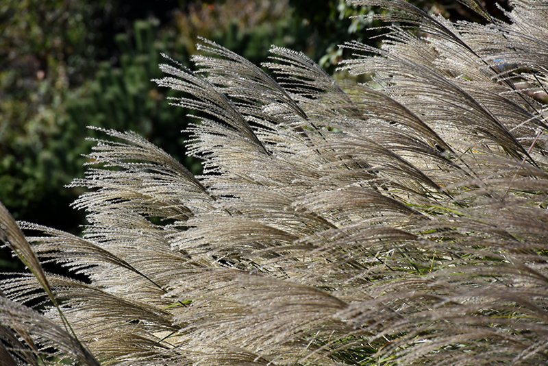 Gracillimus Maiden Grass (Miscanthus sinensis 'Gracillimus') at Bedner's Farm & Greenhouse