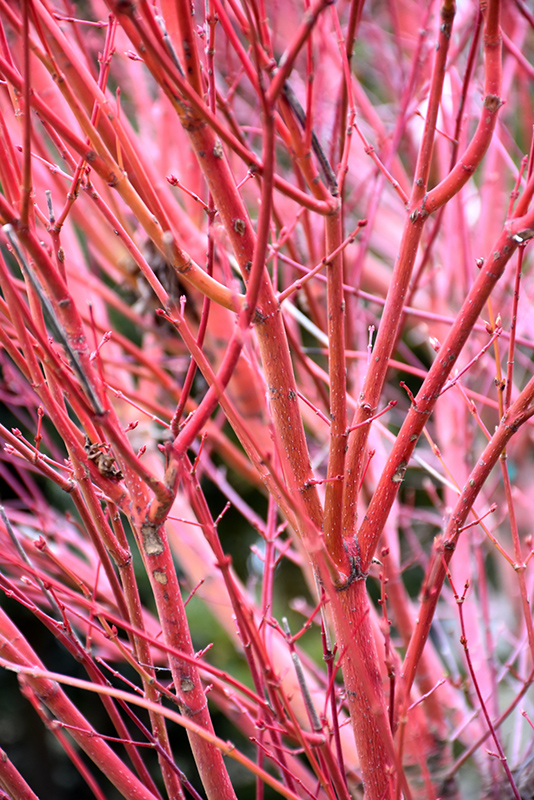 Coral Bark Japanese Maple (Acer palmatum 'Sango Kaku') at Bedner's Farm & Greenhouse